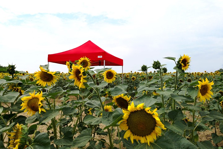 продавам парти шатра 3х4,5